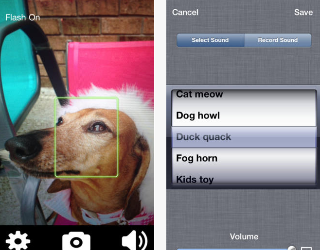 Cat Cam Apps: How to Take Pictures of Your Cat on iPhone